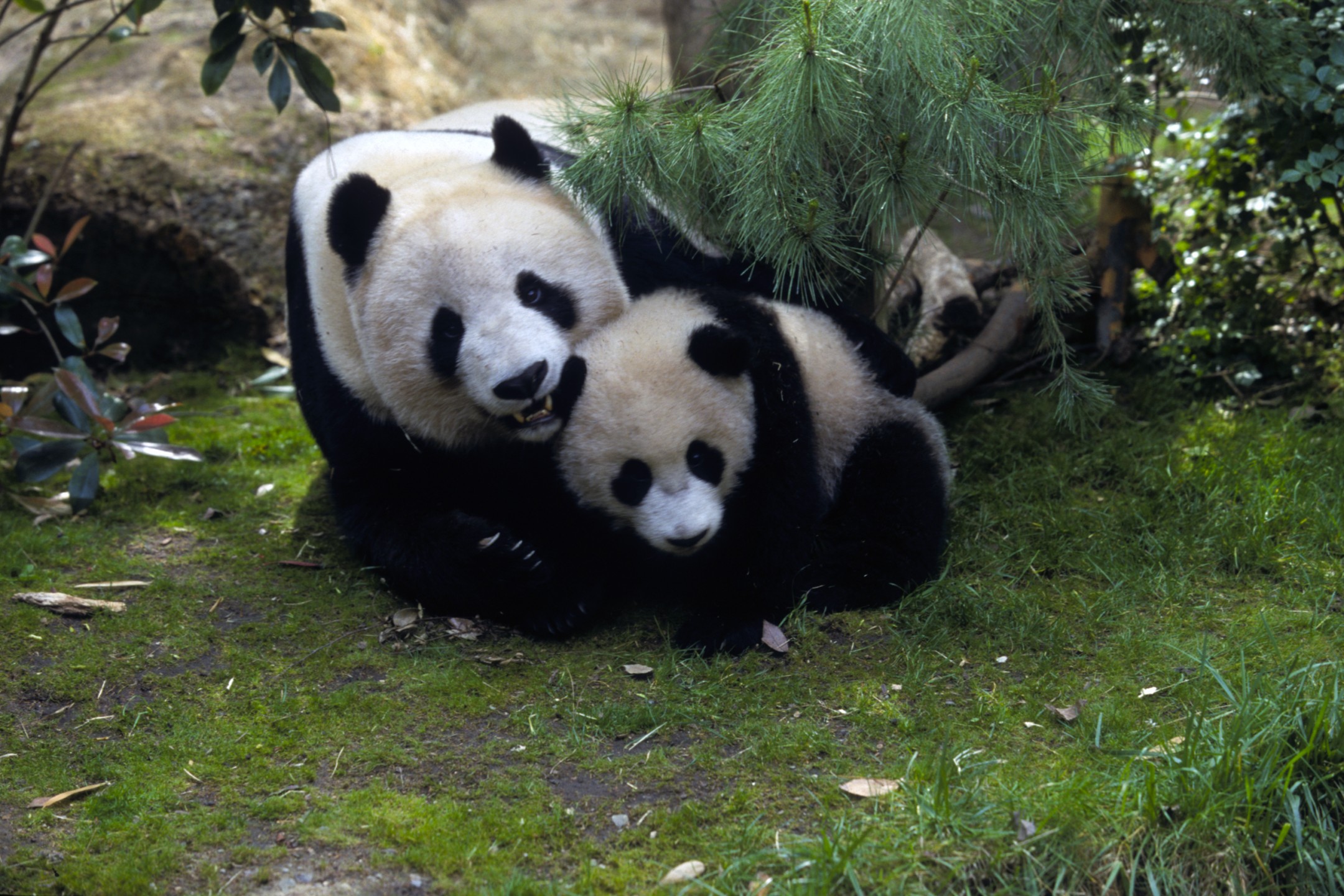 Bai Yun and Hua Mei, giant pandas