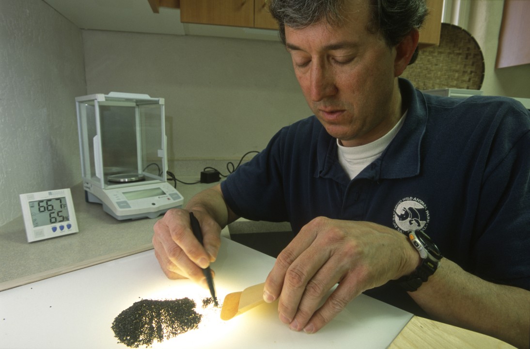 Joseph Betzler of the Applied Conservation Division of the Center for Reproduction of Endangered Species (CRES) counts the number of seeds in a sample that is prepared to be frozen as part of the Seed Bank.