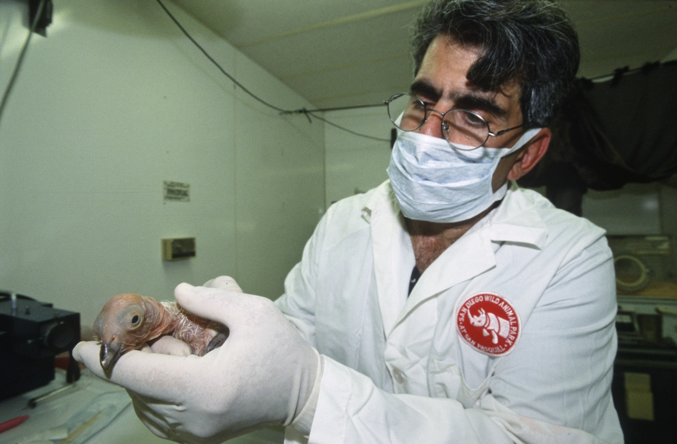 100th California condor chick raised at the Wild Animal Park