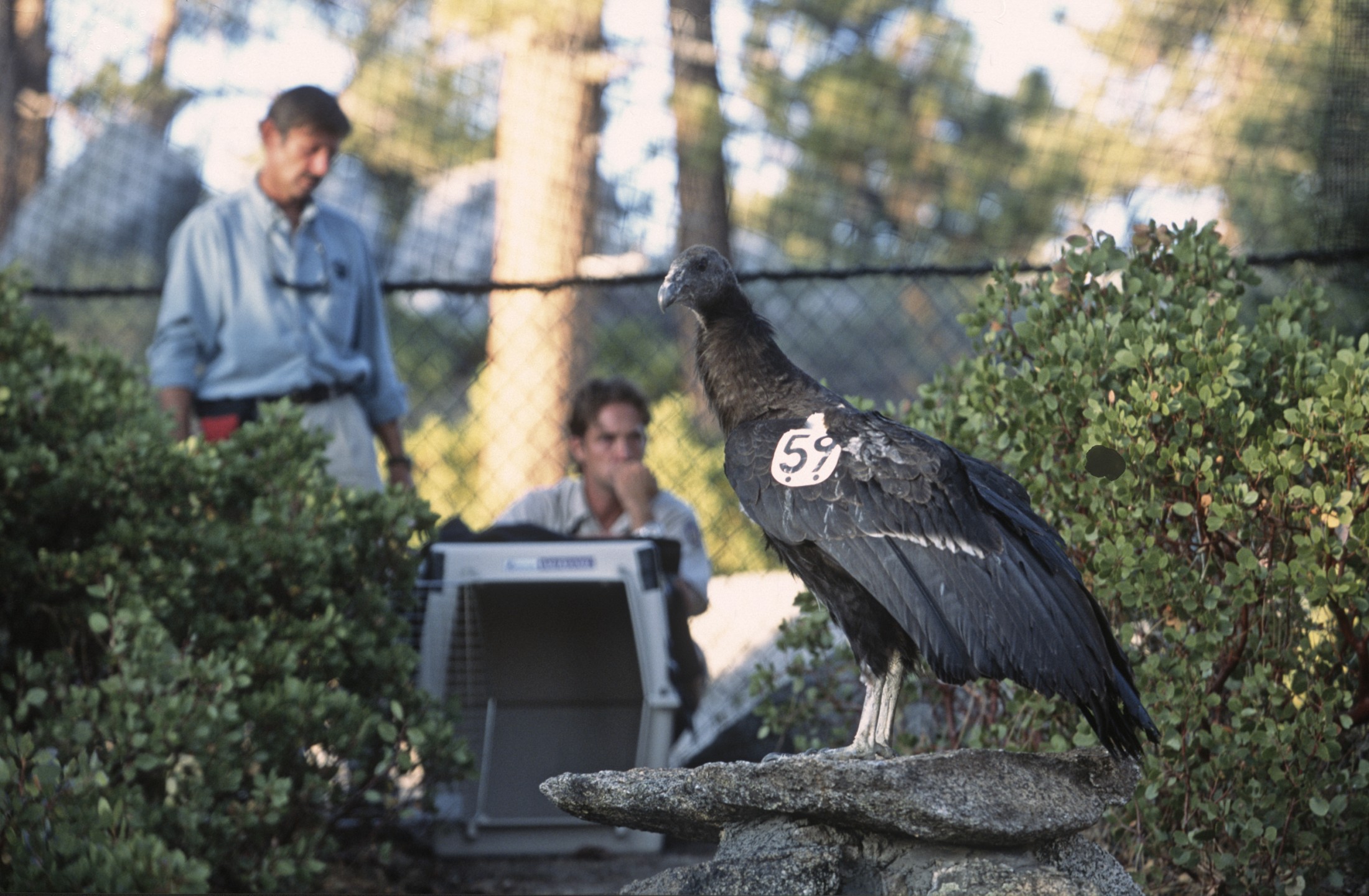 Researchers prepare for first release of California condors in Baja California, Mexico