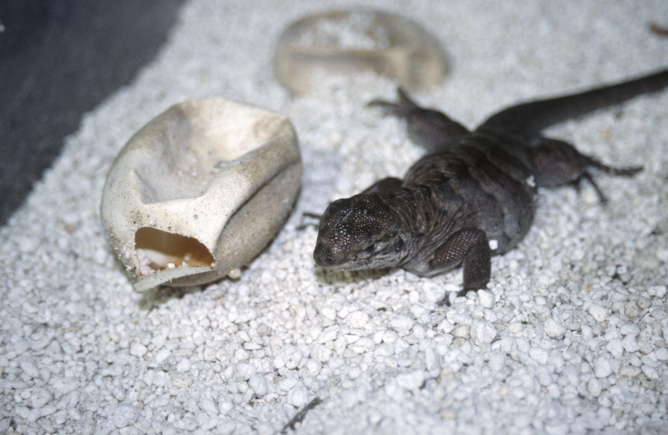 Anegada iguana hatchling