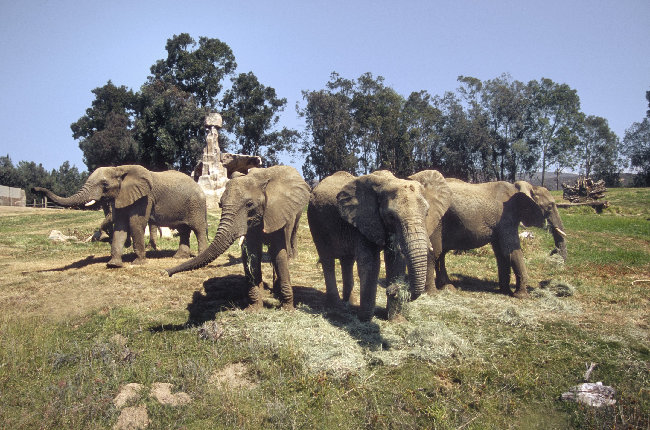 Swaziland elephants at the Wild Animal Park