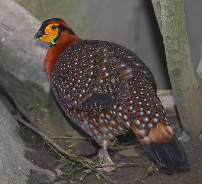 Blyth's tragopan, one of the rarest pheasant species in the world; there were estimated to be less than 1,000 birds in the wild in 1993.