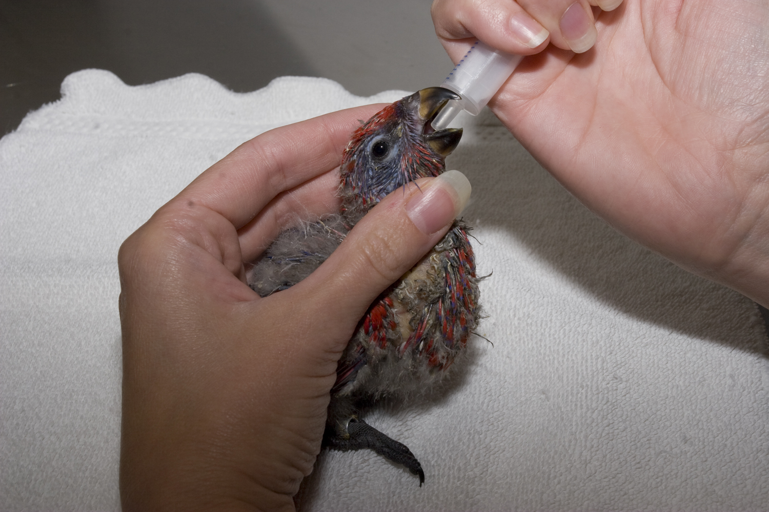 Feeding baby birds takes extensive knowledge of all the different species, skill, patience, and a firm but delicate hand—a challenging, but rewarding, job indeed!