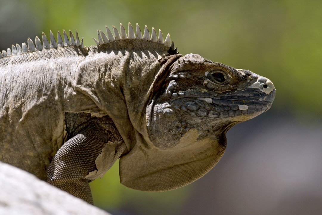 After studying the threats facing endangered iguana species like this Cuban rock iguana, researchers found that one of the best techniques to help them increase their populations was 