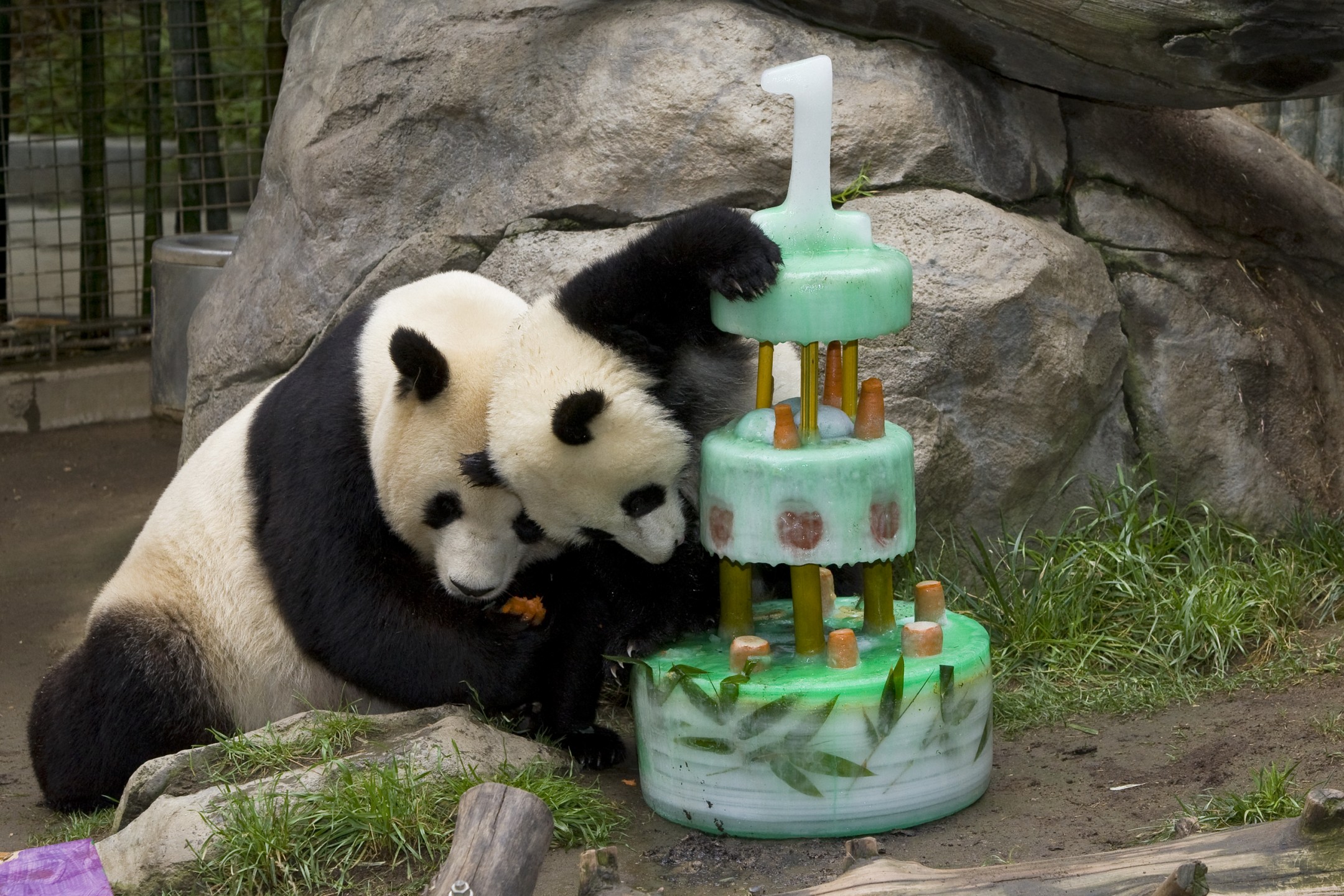 Zhen Zhen and Bai Yun, giant pandas