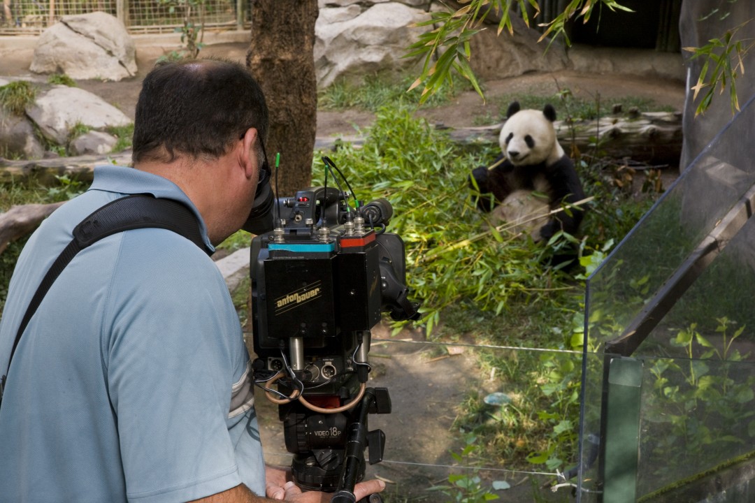 Over the course of a year, the PBS film crew documented Bai Yun's pregnancy (Bai Yun is being filmed here, with her breakfast), Zhen Zhen's birth on Panda Cam, and Zhen Zhen's first year at the Zoo for the documentary special.