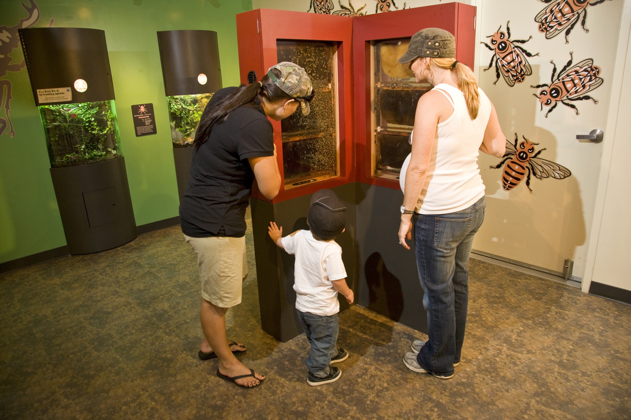 In 2007 the Insect House was added to the Children's Zoo, with a variety of fascinating insect and arachnid species for guests to discover. The exhibits were created to provide a close view to see all the details, even for little visitors—who, in some cases, were much more interested and willing to approach than their adult companions!