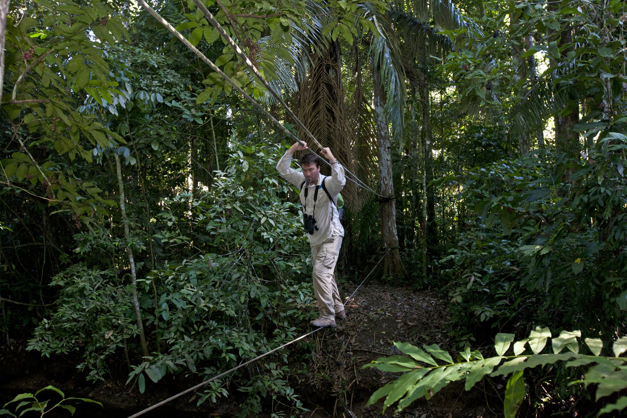 Dr. Ron Swaisgood, head of the Behavioral Ecology Division of the San Diego Institute for Conservation Research, makes his way along cables over a treacherous forest floor on his way back to the Cocha Cashu Biological Research Station. This nearly pristine habitat is ideal for studying the behavior of monkeys like titis and howlers—but it's very rugged for the human primates!