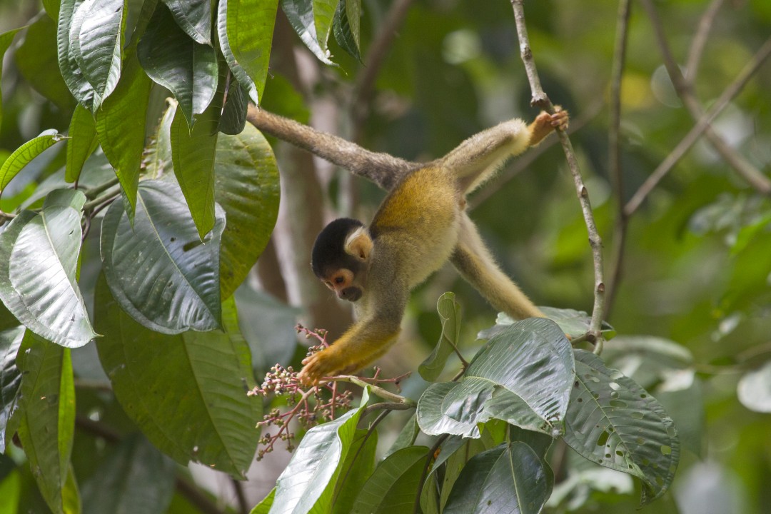 A titi monkey has a secure grip with both feet and prehensile tail so its hands are free to pick fruit.
