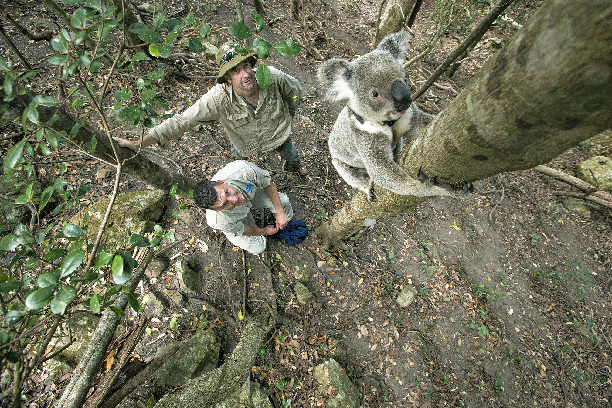 Radio collaring koalas on St. Bees Island