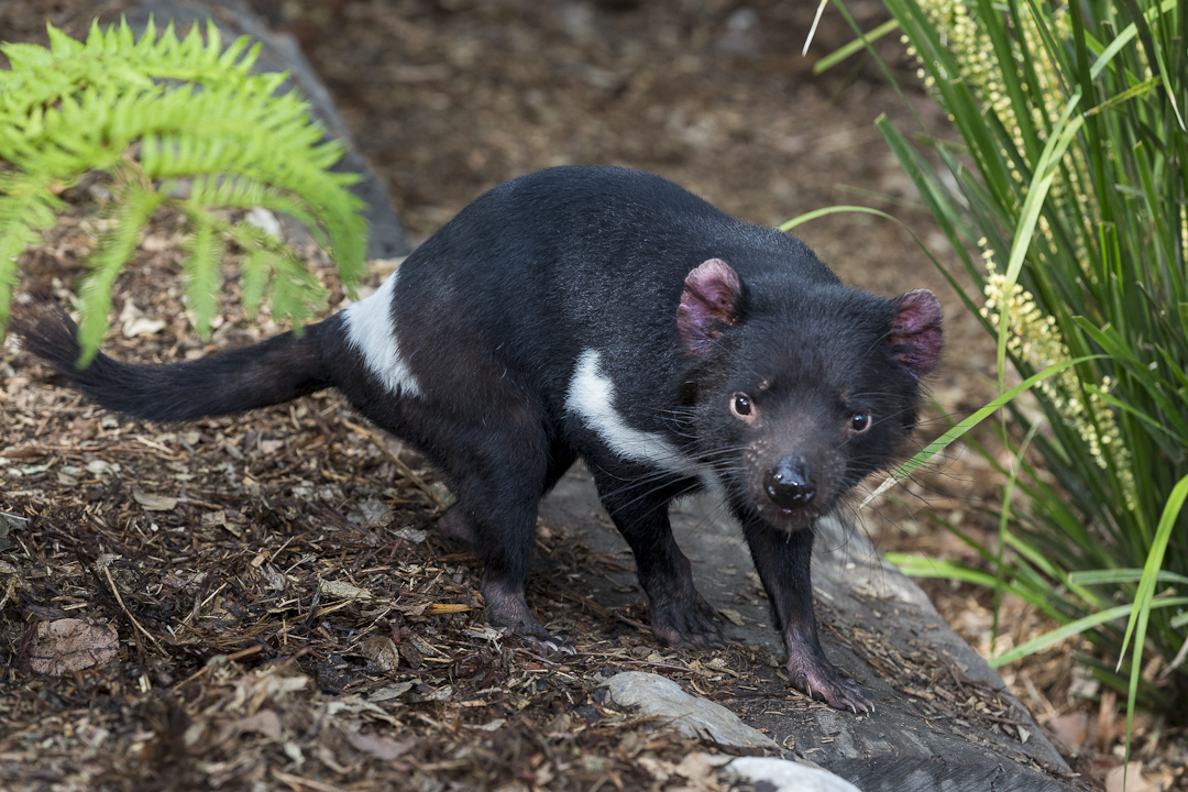 Tasmanian devils had lived at the San Diego Zoo before, but the new group was an especially welcome part of Australian Outback. With populations of these carnivorous marsupials being wiped out in their native habitat by facial tumor disease, San Diego Zoo Global was also joining the conservation efforts to establish disease-free groups that could be kept separate from others and reproduce to increase their numbers.
