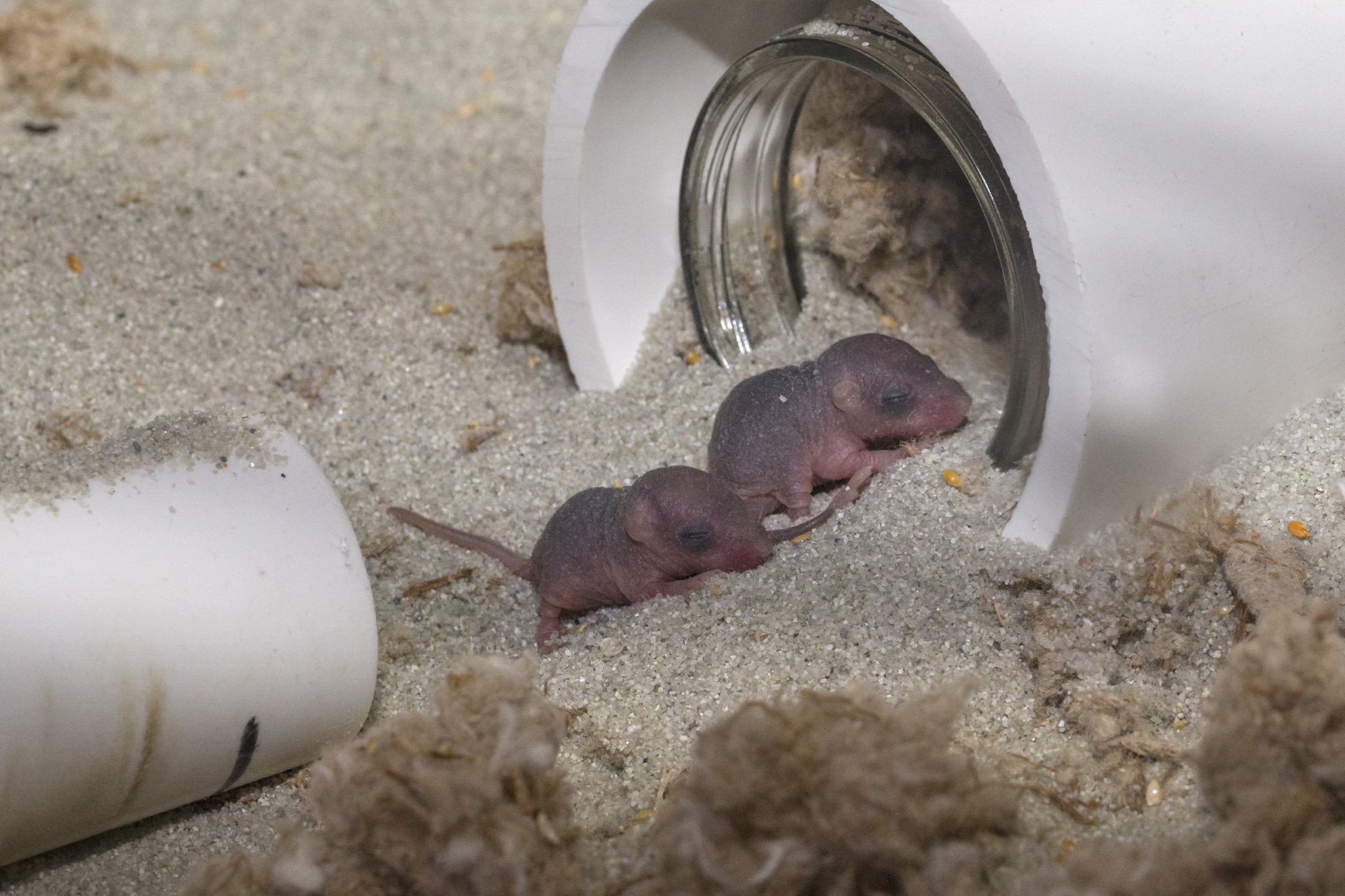 Pacific pocket mouse pups