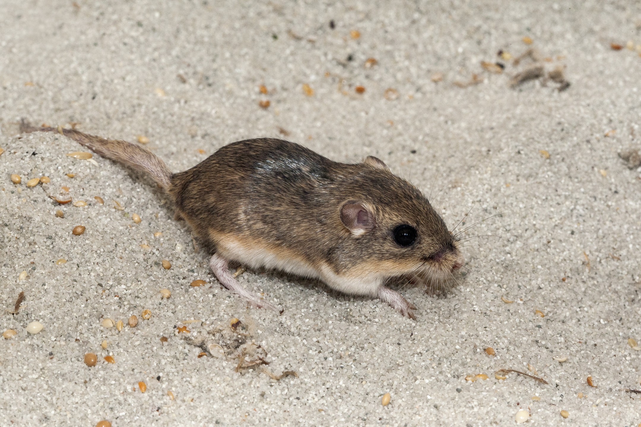 Pacific pocket mouse