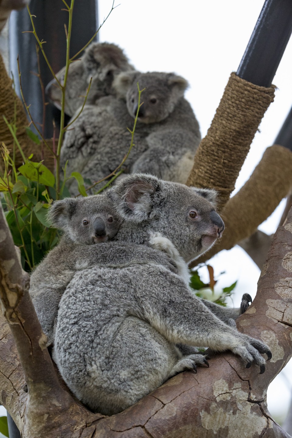 Koala moms and joeys at Conrad Prebys Australian Outback