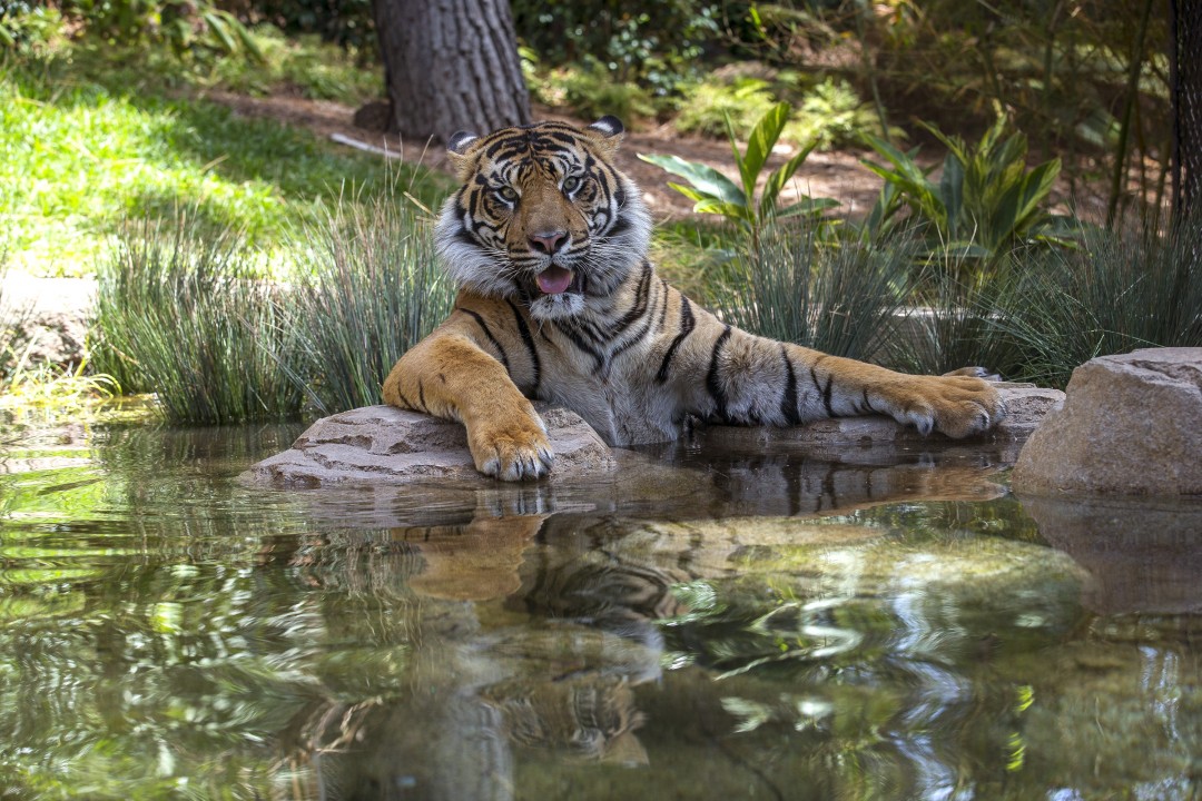 Tiger Trail was lushly landscaped and built in an area with mature trees to represent an Indonesian forest. A waterfall, running stream, and pools (all of recirculated, recycled water) all invited splashing, swimming, and soaking for the tigers—cats that actually LIKE water!
