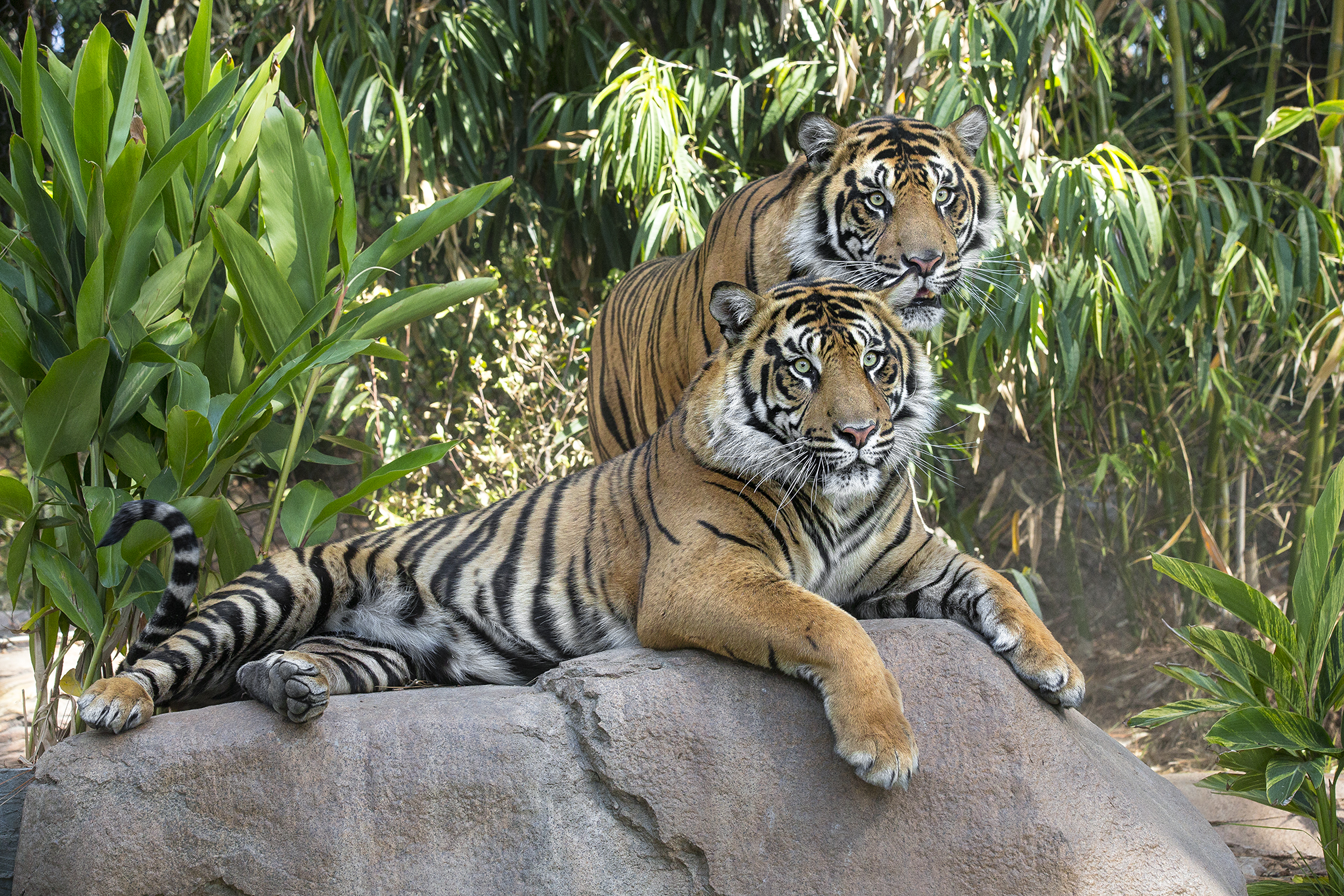 Thomas and Conrad, Sumatran tiger brothers, were among the first residents of Tiger Trail and wowed visitors with their gorgeous good looks and playful personalities. They were young enough to get along and share a territory, as were sisters Joanne and Majel. Adult female Delta and adult male Teddy had their own spaces and alone time to prowl and lay in the sun.