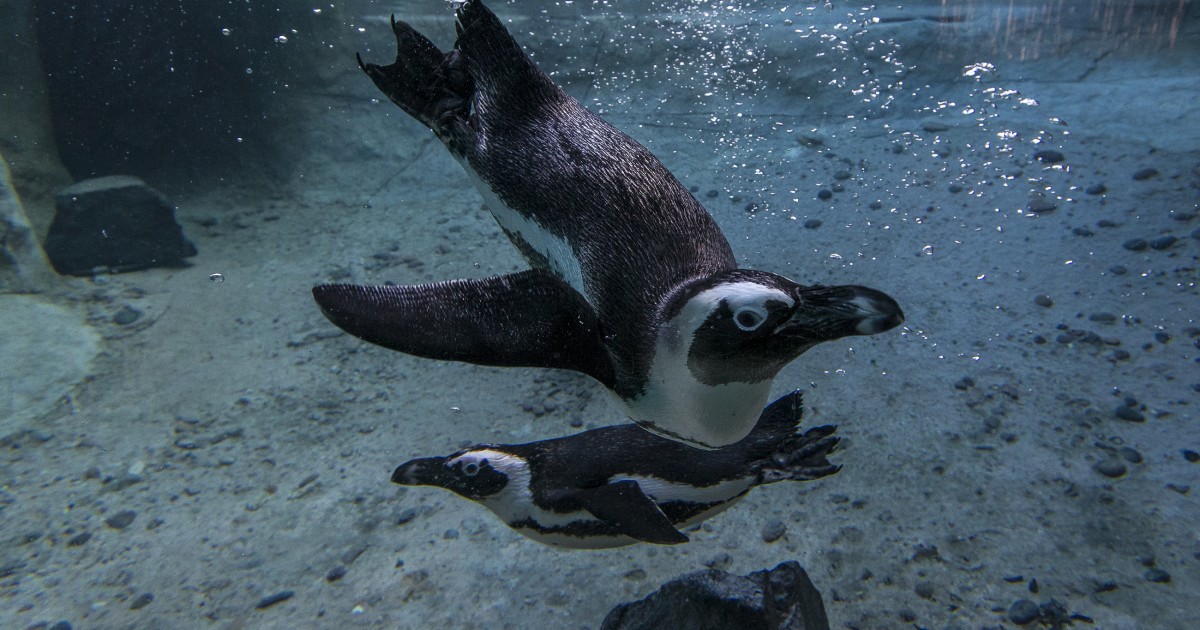 Rock Penguins At The Children’s Zoo | San Diego Zoo 100