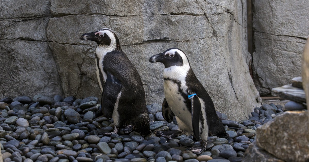 Rock Penguins San Diego Zoo 100 Rock Penguins San Diego Zoo 100