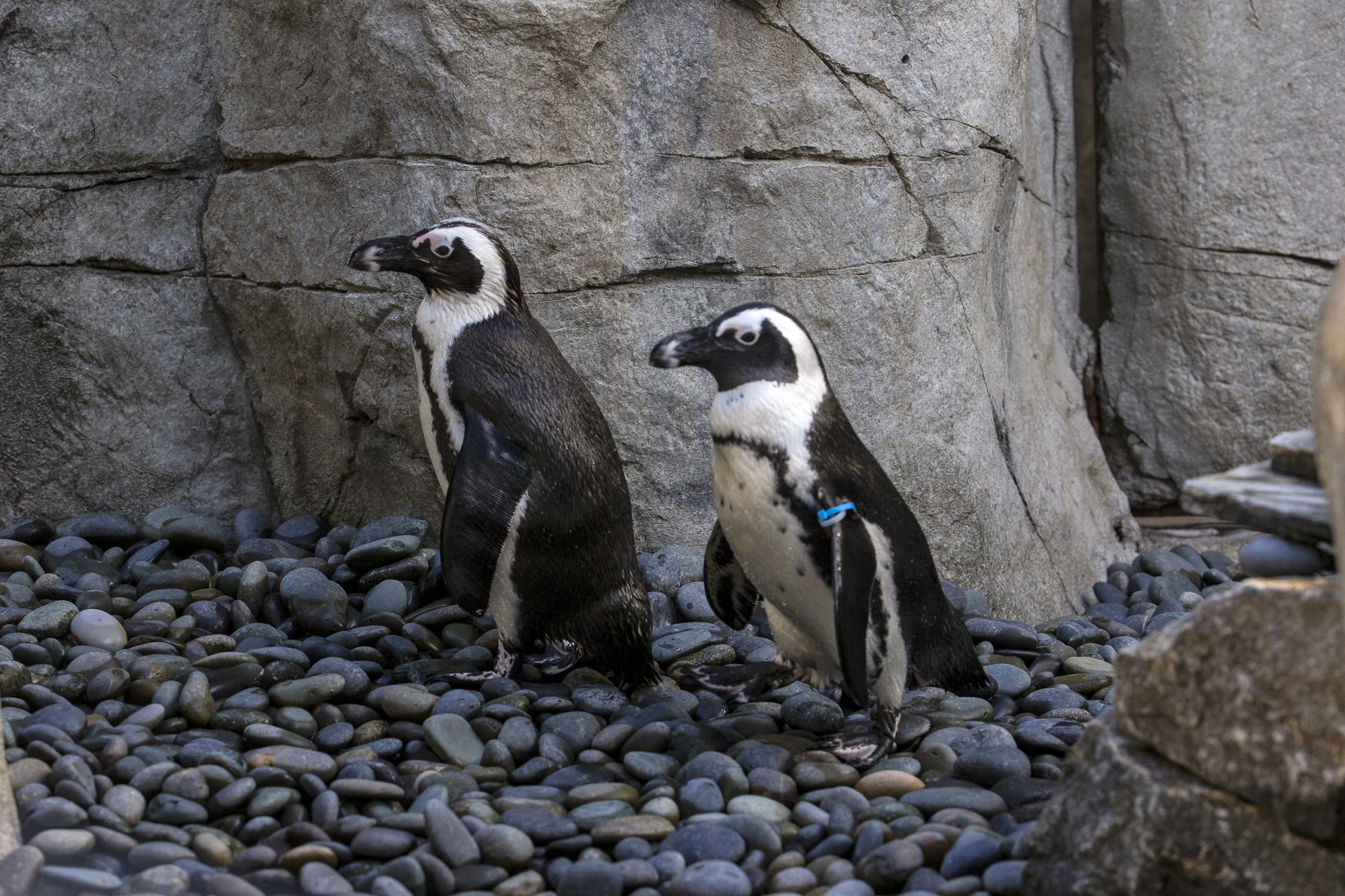 Rock penguins