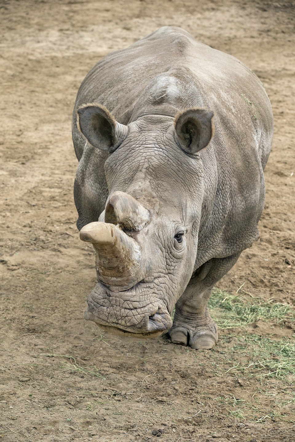 The Safari Park's beloved Nola, one of only four northern white rhinos remaining on the planet, was the inspirational icon for San Diego Zoo Global's Rally 4 Rhinos in May 2015 on Endangered Species Day, to call attention to the dire plight of rhinos in their native habitat. Rampant rhino poaching for their horns continues to decimate all rhino populations, and if nothing changes, all rhino species could be extinct by 2020. 
