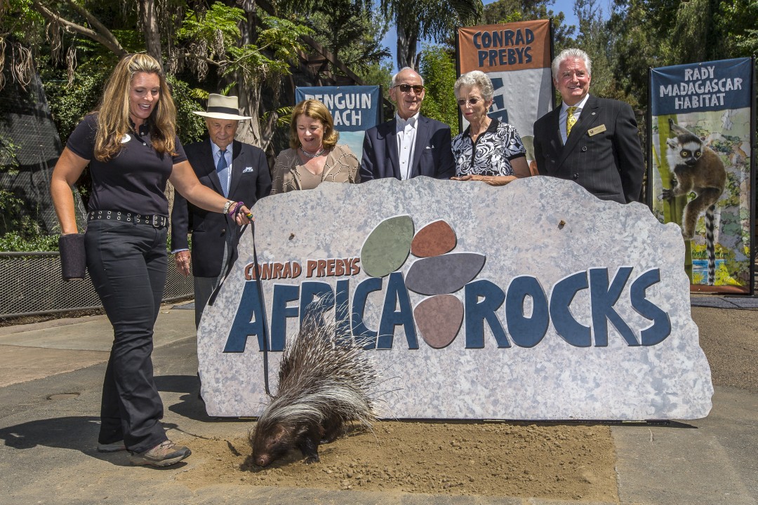 When the San Diego Zoo broke ground on the largest expansion in its history on July 29, 2015, an African crested porcupine and his trainer had the honor of taking the first dig, with guests (left to right) Conrad Prebys and Debbie Turner; Dan and Vi McKinney; and San Diego Zoo Global chairman Robert Horsman. Conrad Prebys Africa Rocks is a $68 million project that will transform eight acres of the Zoo and replace the 1930s-era grottos and enclosures that formerly made up Cat and Dog Canyon. What was previously a steep canyon will become a gently winding, ADA-accessible pathway that will lead guests through different types of African habitats, including a kopje rock habitat, Ethiopian highlands, acacia dry forest, West African rain forest, and a Madagascar habitat. There will be a 65-foot waterfall, funded by donor Ernest Rady, and a southern African coastline habitat for rock penguins, funded by donors Dan and Vi McKinney, along with homes for baboons, lemurs, African birds, dwarf crocodiles, and more.
