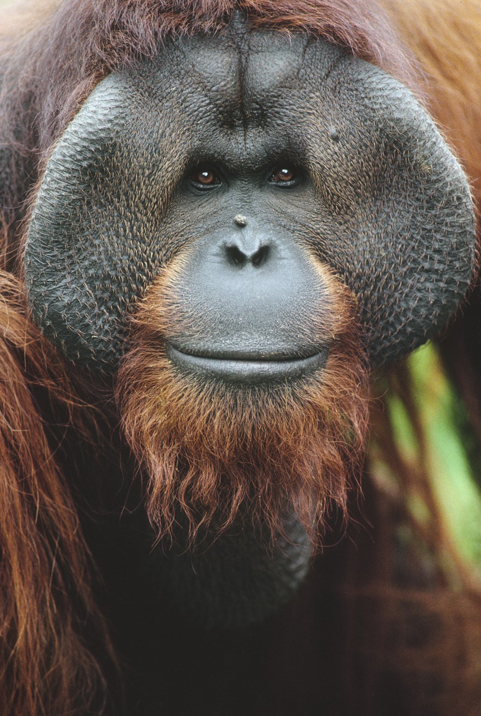 Ken Allen, Bornean orangutan
