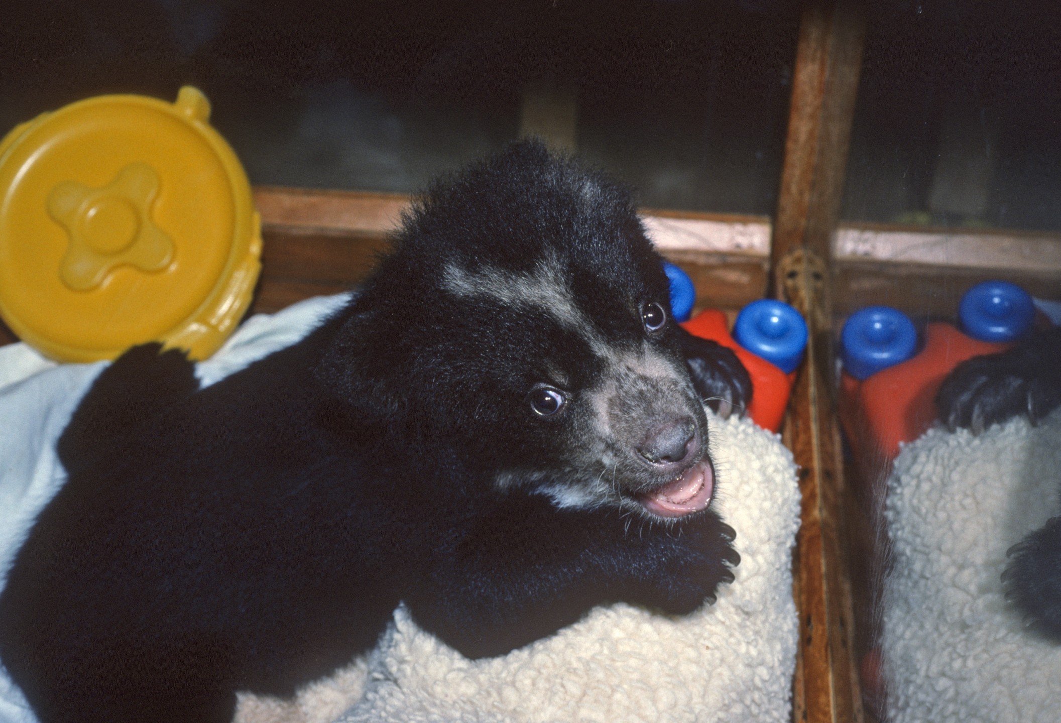 Pepino, Andean bear