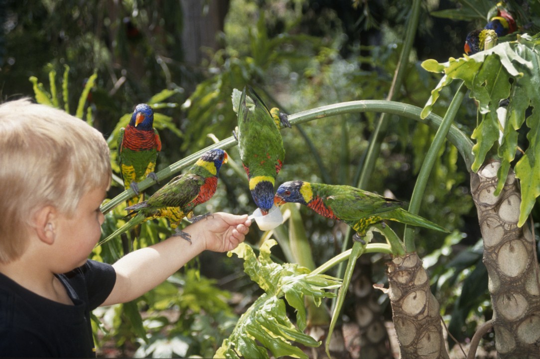 A flock of 75 rainbow lorikeets took up residence in a newly renovated walk-through aviary at the Wild Animal Park called Lorikeet Landing. Visitors could enter a patio in the aviary surrounded by lush landscaping, while the brightly colored birds flitted, flew, and perched around them. Guests could also offer the birds cups of nectar, which the bold, brush-tongued little birds were more than happy to gobble up—perching on shoulders, arms, hands, and even heads to do it!