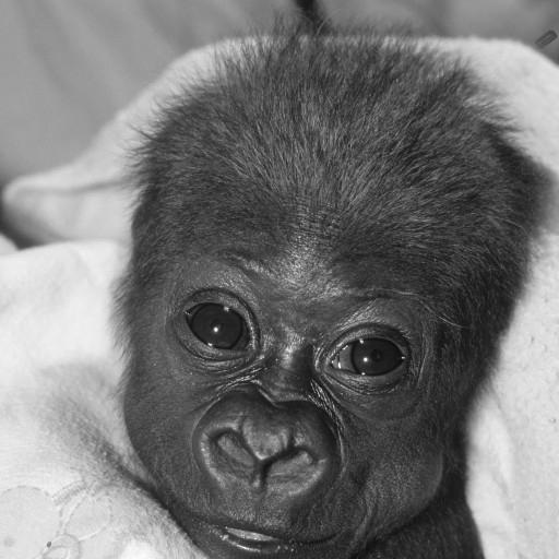 Tiny Imani had a rough start, and it wasn't clear that she would be able to fight through it. But when keepers and veterinarians saw signs of improvement after five days of round-the-clock intensive care, they began to have 