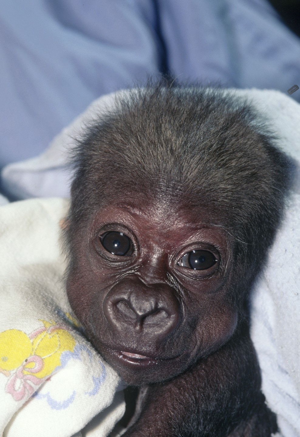 Tiny Imani had a rough start, and it wasn't clear that she would be able to fight through it. But when keepers and veterinarians saw signs of improvement after five days of round-the-clock intensive care, they began to have 