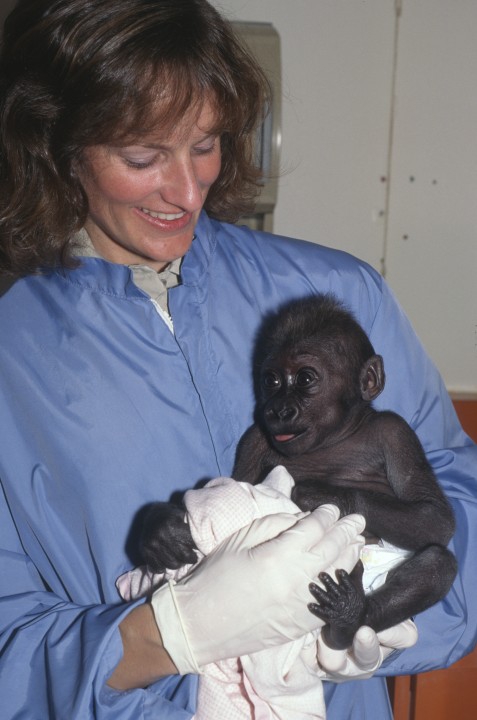 Once she was out of danger, Imani was able to sit up and interact with her keepers, as seen here with keeper Becky Kier. They said that Imani was 