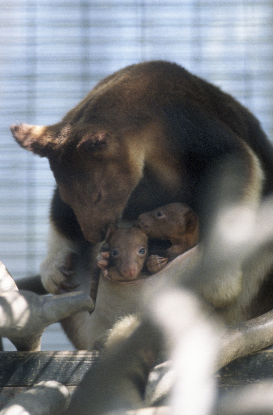 Bentley and Summer, Goodfellow's tree kangaroos