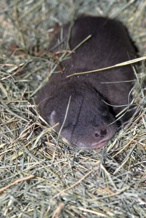 On January 24, 1997, the pair of European otters at the Zoo surprised the keepers with a New Year's present: the Zoo's first pup of this species! He was also the first of his kind born in the United States, since the Zoo had the only breeding pair of European otters at the time. It was a bit of a surprise because the mother otter had been spending lots of time in the den, so the keepers hadn't had a good look at her in a while—plus, otters have the ability to delay gestation, making it hard to pinpoint if or when a birth might take place. Everyone was very happy to discover the little fellow, though, and pleased to see that both mom and dad were taking excellent care of him.