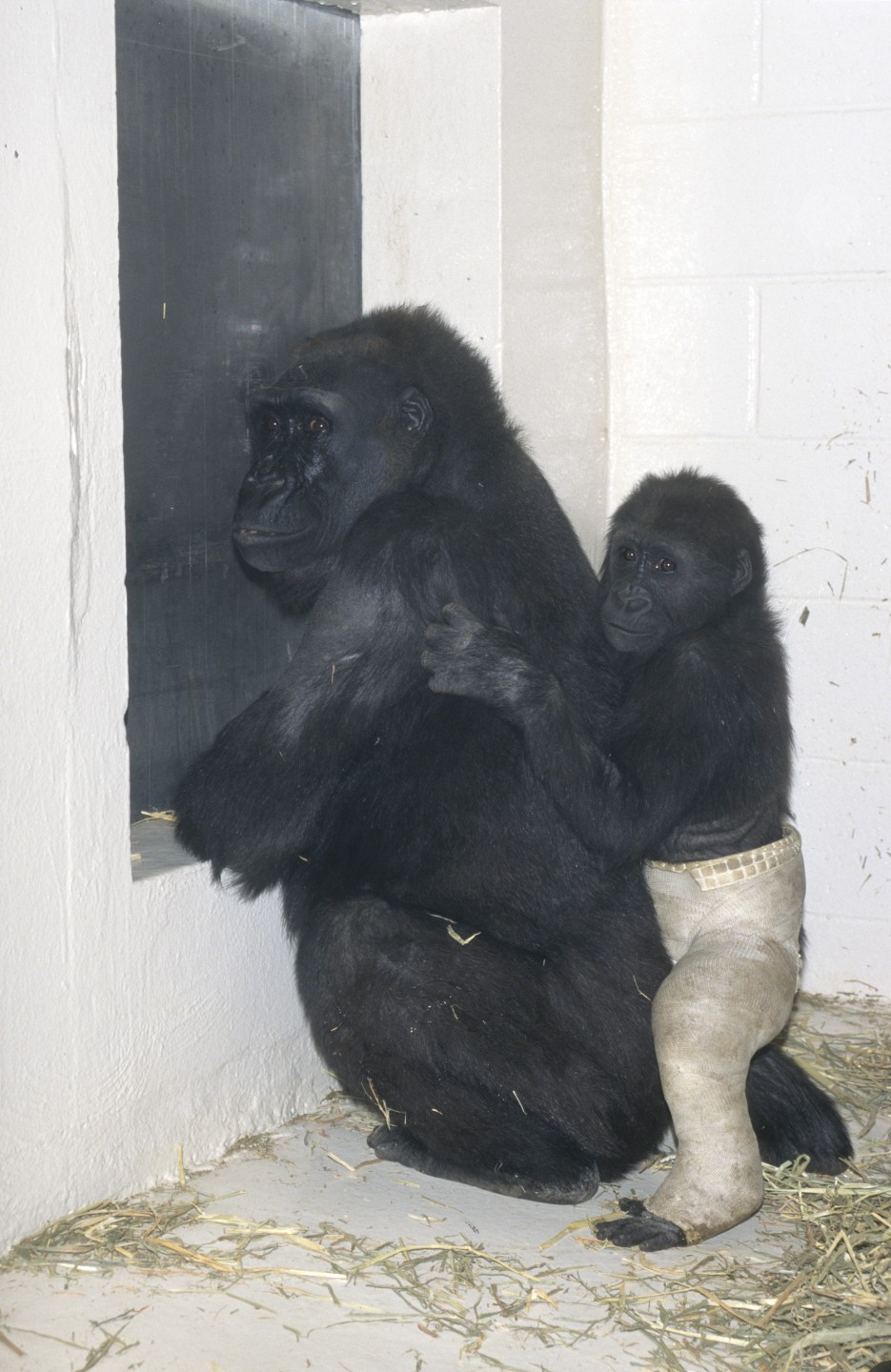 Kamilah and Ndjia spent the month when Ndjia's leg was in the cast in their own room of the Wild Animal Park's gorilla bedroom area, to minimize chances of any further injury. They continued to see, smell, and communicate with the other gorillas during the recovery, and when they were reunited with the troop after Ndjia's cast came off, they were welcomed back and all was well. As Ndjia's leg healed, filled out, and grew, she continued romping with the other youngsters, and she even began giving the littler ones piggyback rides!