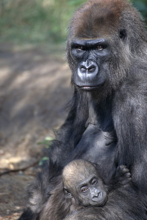 The final outcome of Imani's journey was exactly this: napping drowsily and securely as her adoptive mother, Alvila, keeps close watch over her, an accepted part of the gorilla troop and home at last.