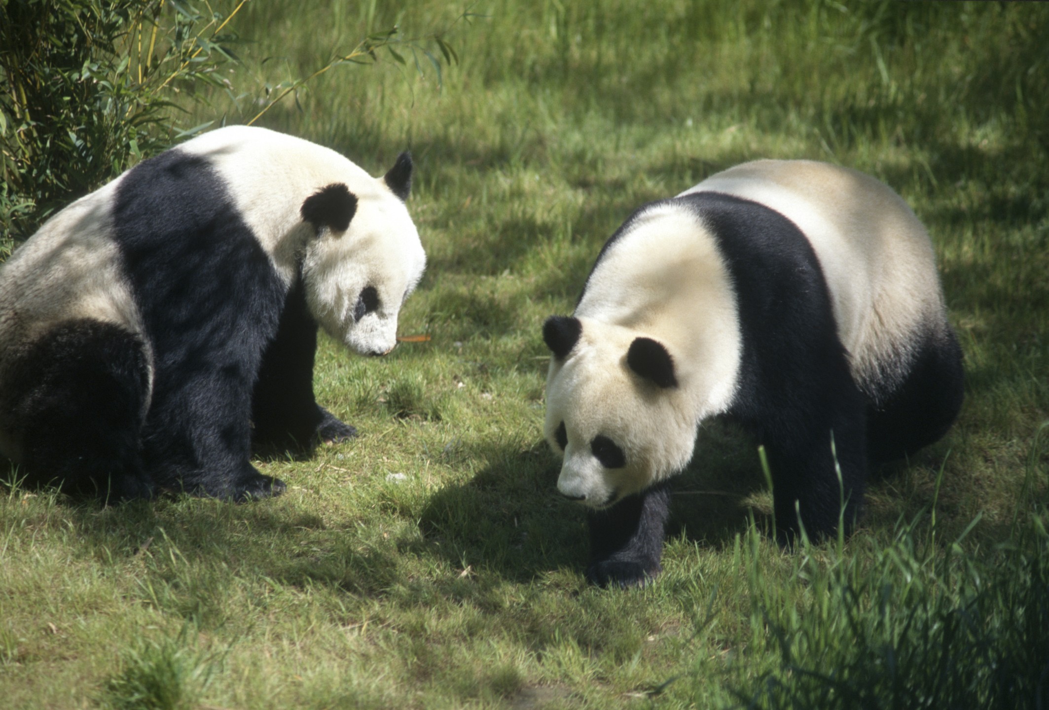 Shi Shi and Bai Yun, giant pandas