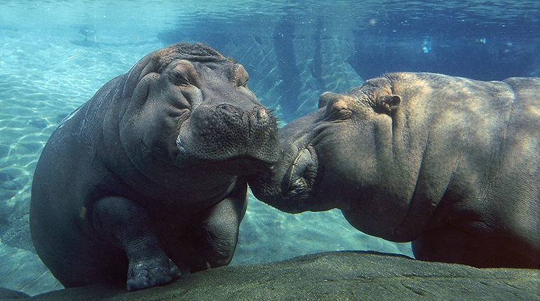 Funani and Jabba, river hippos