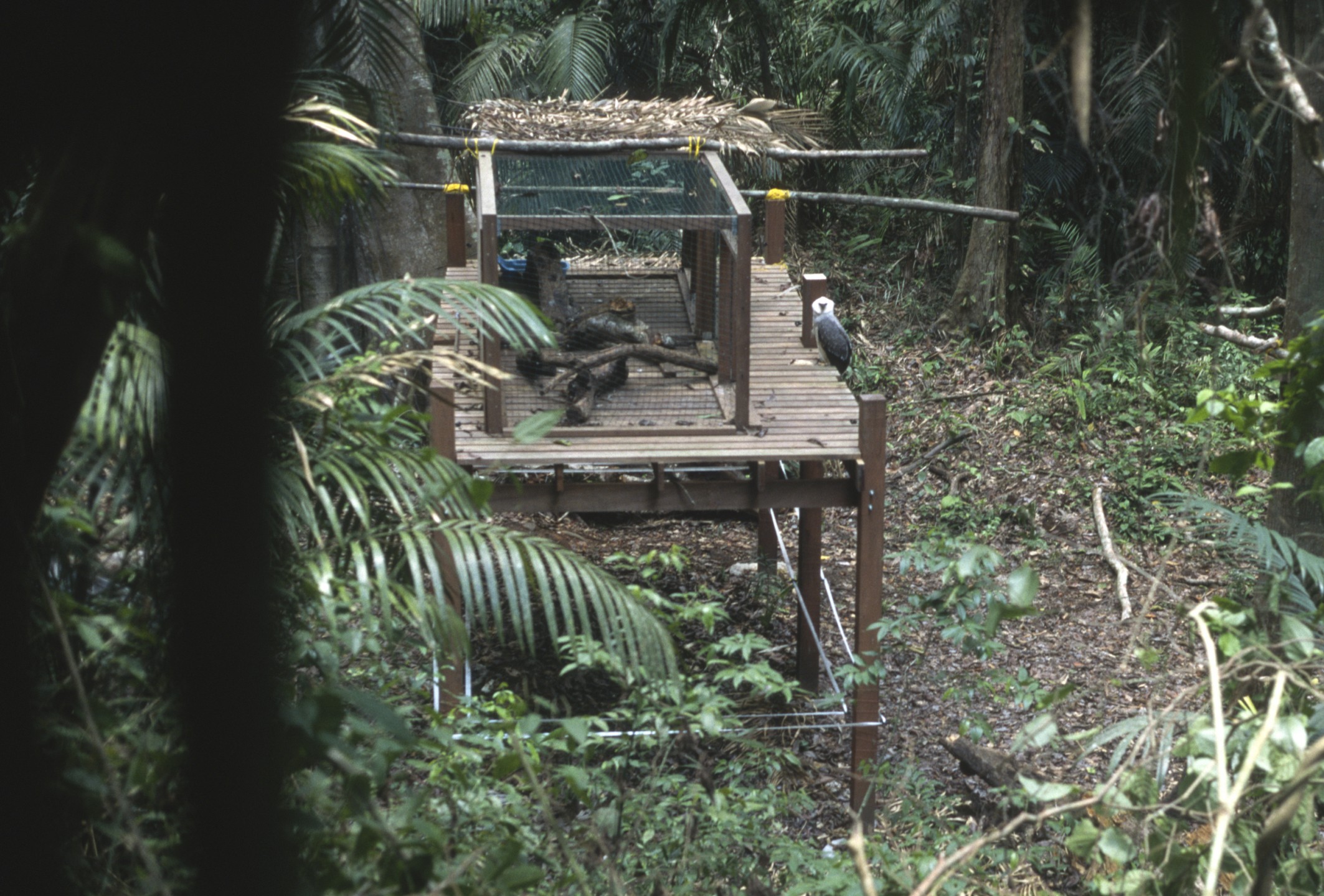 The four young harpy eagles were taken to a release site in the Soberania National Forest. They were given time to acclimate, and then the doors to the enclosure were opened. The birds could come and go, and biologists hung food for them in trees and monitored their progress. This mimics the development of parent-reared birds: they would fledge at about six months of age, but the parents would continue to feed and watch over them until they reached about two years old, when they would be able to feed themselves and eventually go off on their own.