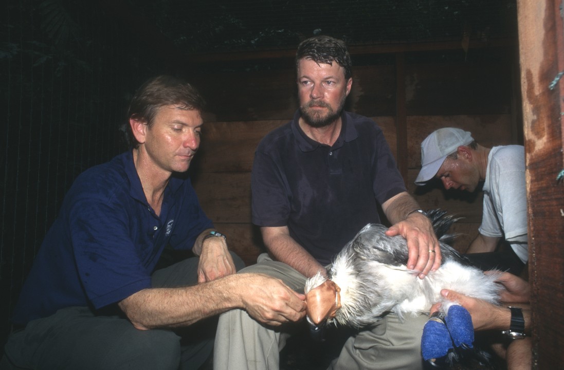 David Rimlinger, San Diego Zoo curator of birds (left), and Bill Heinrich, The Peregrine Fund's species restoration manager (right), worked with a team of biologists to fit the four harpy eagles with radio transmitter harnesses before they were released. The birds were raised with minimal exposure to humans, so in Panama they wore blindfolds during the preparation to keep from keying in on humans—and because harpy eagles have long, razor-sharp talons, their feet were wrapped to protect the people! In the hot, humid tropical forest the work was challenging, but well worth it to see the birds flying in their native habitat once again.