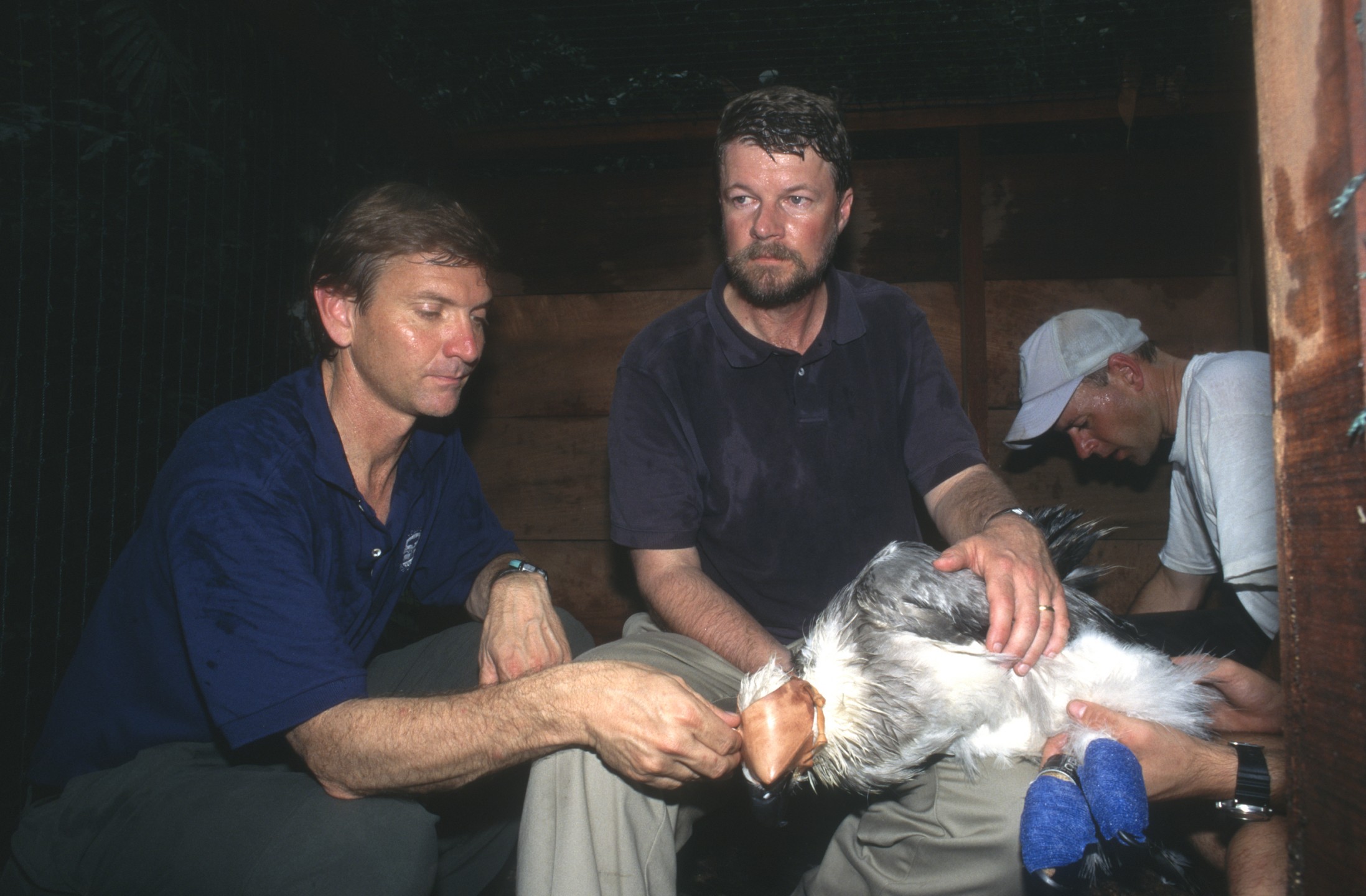 Zoo bird curator Dave Rimlinger and Bill Heinrich prepare a harpy eagle for release