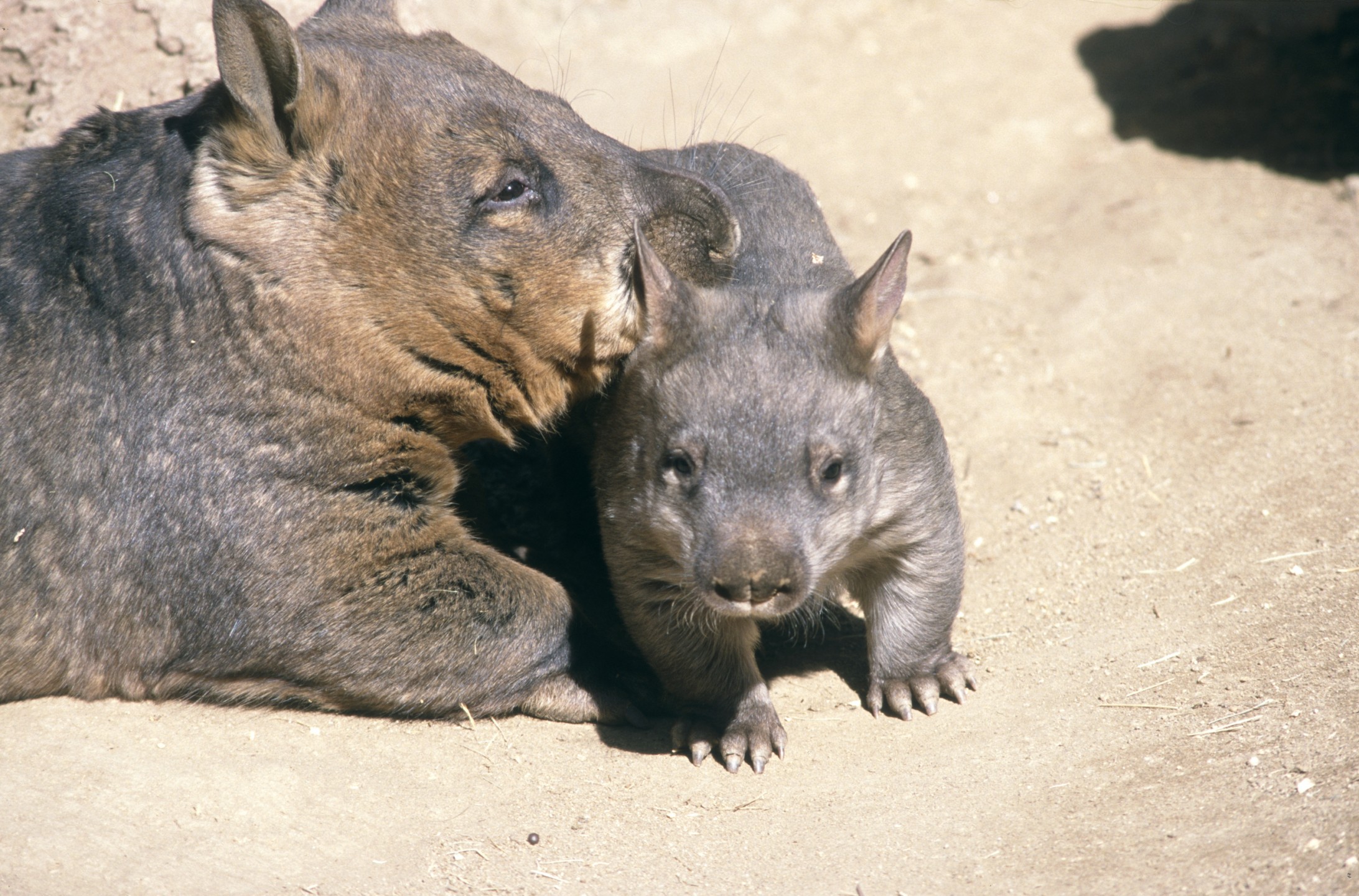 Kindyerra (left) and her joey Kindilan were very close, and they could often been seen playing and resting together, usually with one resting her head on the other.