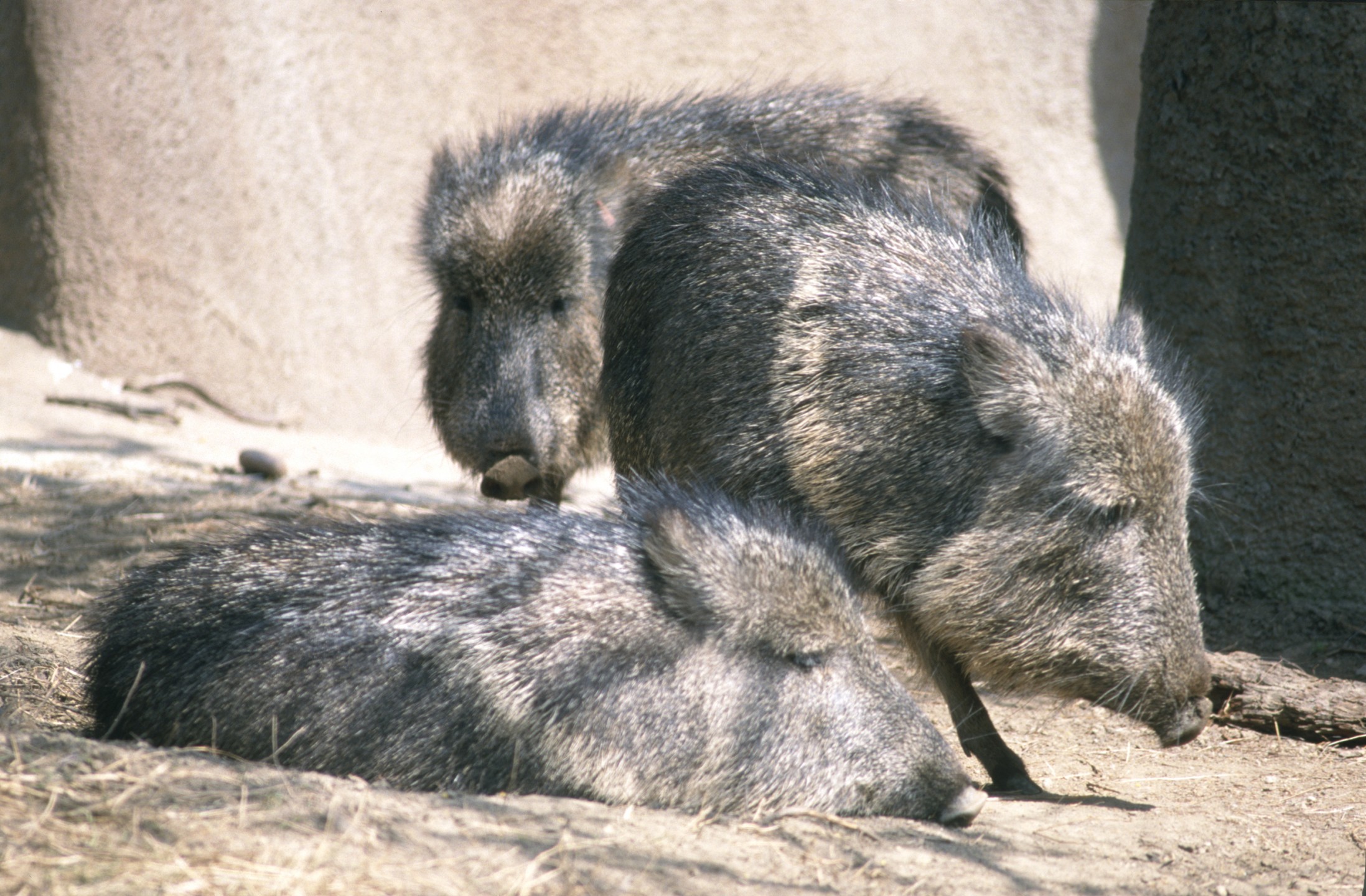 Chacoan peccaries