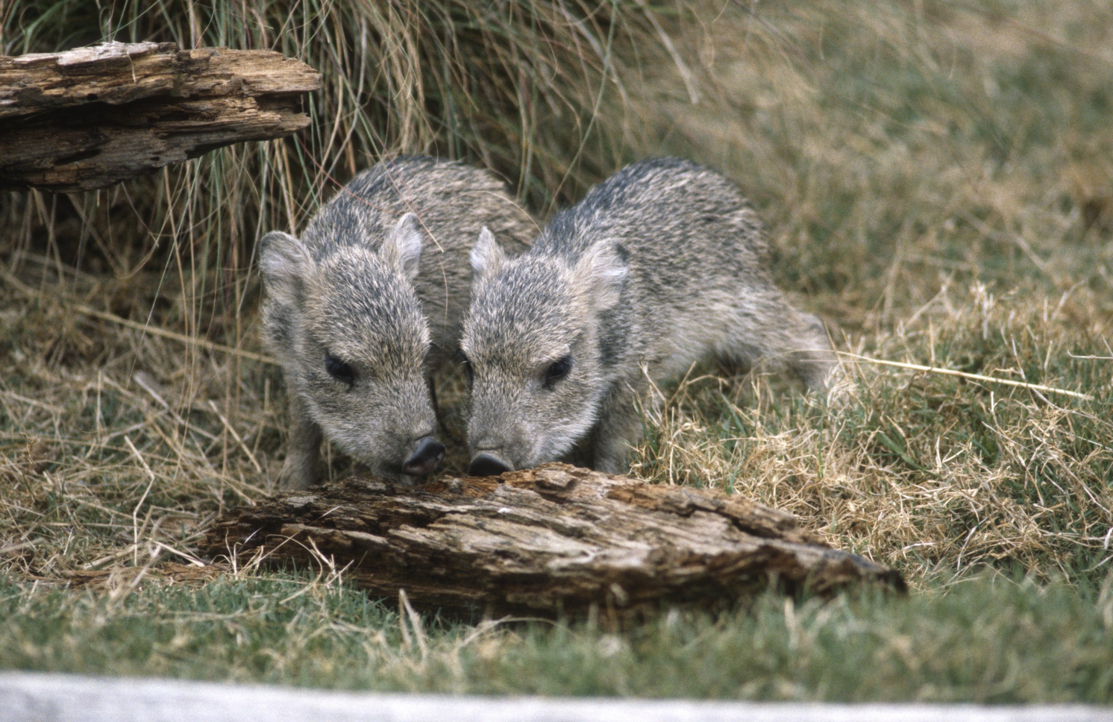 Born looking like miniatures of the adults, the Chacoan peccary piglets were quick to begin exploring their environment—nose first, of course!