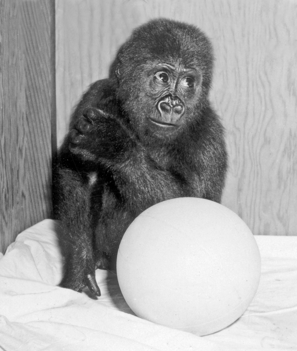 Trib, a western lowland gorilla, arrived at the Zoo on July 30, 1960, and his journey to the San Diego Zoo was arranged by the Brazzaville Zoo in Africa.  James S. Copley of the San Diego Evening Tribune donated the funds, and Trib was named in his honor. Trib was the third gorilla that James Copley had funded for the Zoo, and the Zoological Society made him an Honorary Vice-president to thank him for his efforts in helping the Zoo to build a breeding colony of these great apes. Trib was one of four young apes being brought up in the Children's Zoo in 1960. His rambunctious playmates—and fellow troublemakers—were Kakowet the bonobo, Roberta the orangutan, and Cindy the chimpanzee.