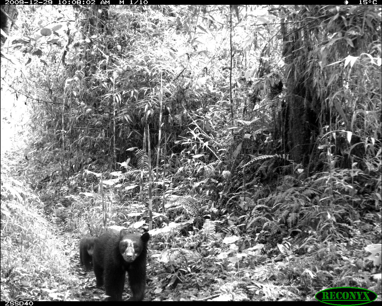 Andean bear field research, camera trap photo