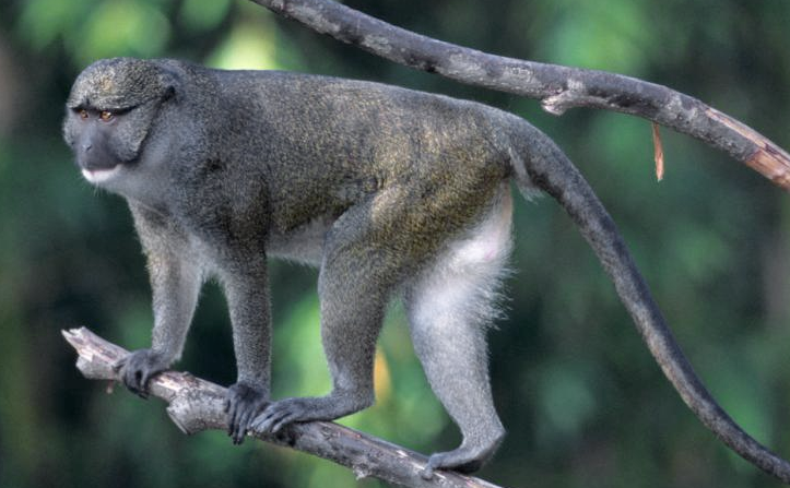 Allen's Swamp Monkeys - Detroit Zoo