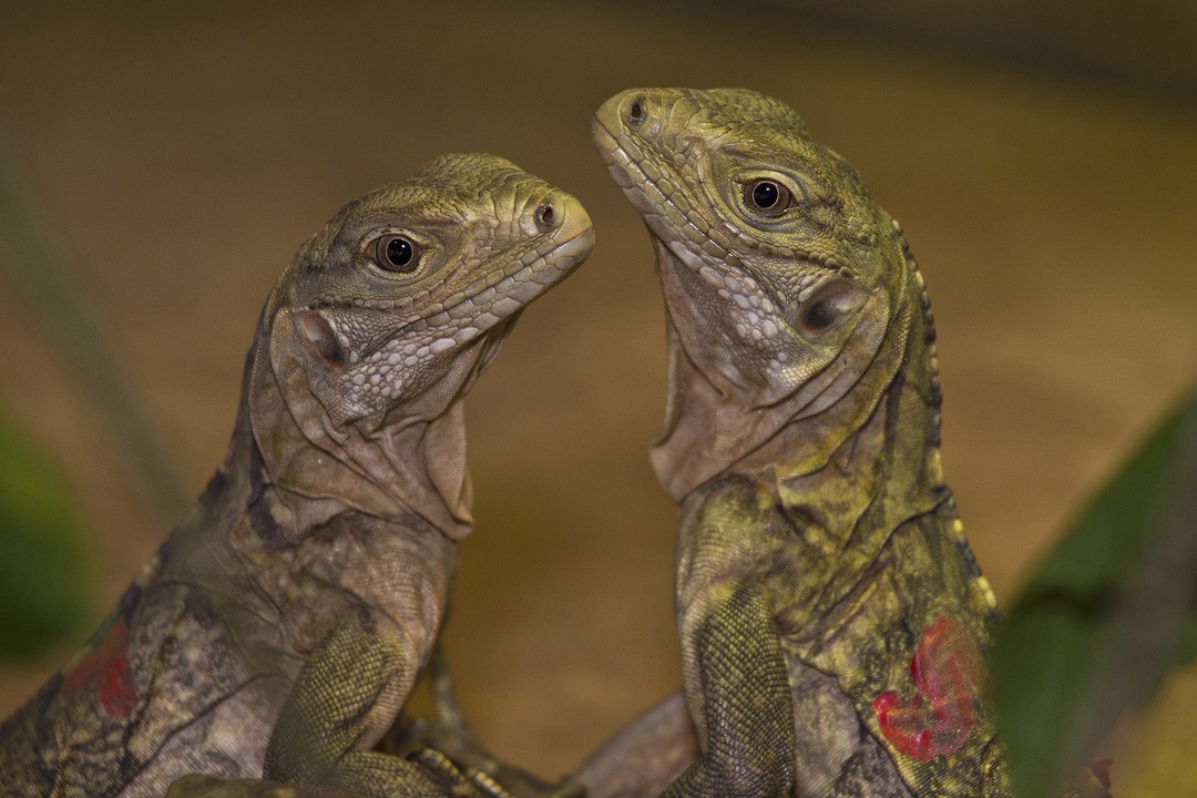 A little over a week old, critically endangered Grand Cayman blue iguanas No. 7 and No. 9 check each other out at the Anne and Kenneth Griffin Reptile Conservation Center, operated by the San Diego Zoo Institute for Conservation Research.  The number of iguana hatchlings this year – nine - more than doubles any previous year’s breeding. 
In past years, the researchers have seen only three or four hatchlings in a season. This is the fourth and fifth successful clutch of the Grand Cayman blue iguana at the San Diego Zoo since 2007 – 17 blue iguana hatchlings in all. 
The San Diego Zoo is one of 13 conservation organizations outside of Grand Cayman with blue iguanas, one of the most endangered of all lizards. There are now 17 iguanas at the Reptile Conservation Center, which is not open to the public. The Zoo’s blue iguana breeding program is done in conjunction with the Blue Iguana Recovery Program and the Association of Zoos and Aquariums. 