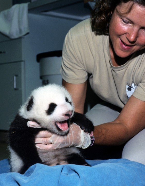 Veterinarian Dr. Meg Sutherland-Smith supports Hua Mei during one of the weekly exams, as Hua Mei lets everyone know, in what they were to learn was typical panda cub fashion—loud and insistent!—that she was not overly pleased with the proceedings.