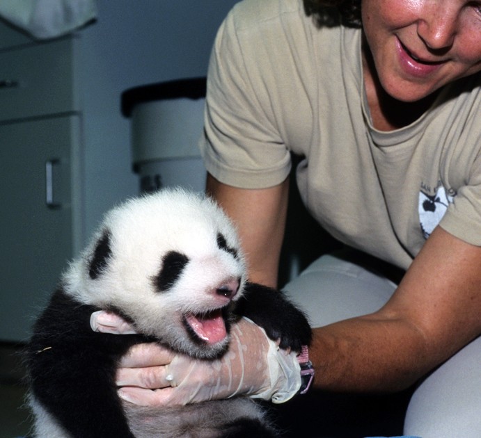 Hua Mei, giant panda, and veterinarian Dr. Meg Sutherland-Smith | San